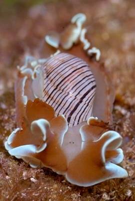 �����@�T���K�E�h